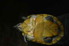 Kinosternon herrerai