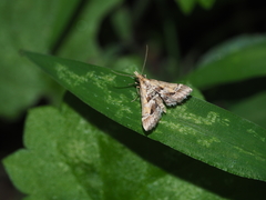 Diasemia