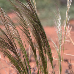 Austrostipa nitida