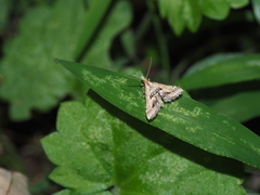 Diasemia
