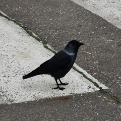 Corvus monedula