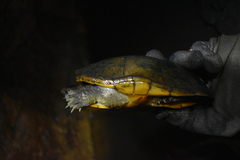 Kinosternon herrerai