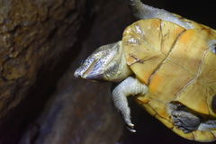 Kinosternon herrerai