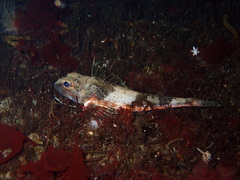 Chitonotus pugetensis