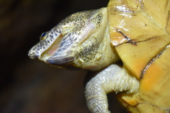 Kinosternon herrerai