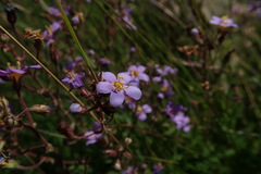 Chaenostoma neglectum