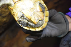 Kinosternon herrerai