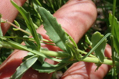 Chaenostoma neglectum