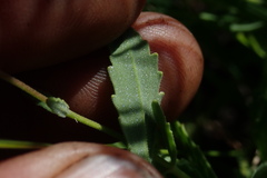 Chaenostoma neglectum