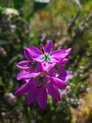 Ixia atrandra