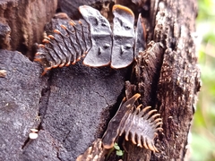 Platerodrilus ruficollis