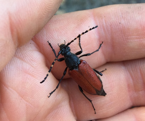 Red-shouldered Pine Borer photo 4