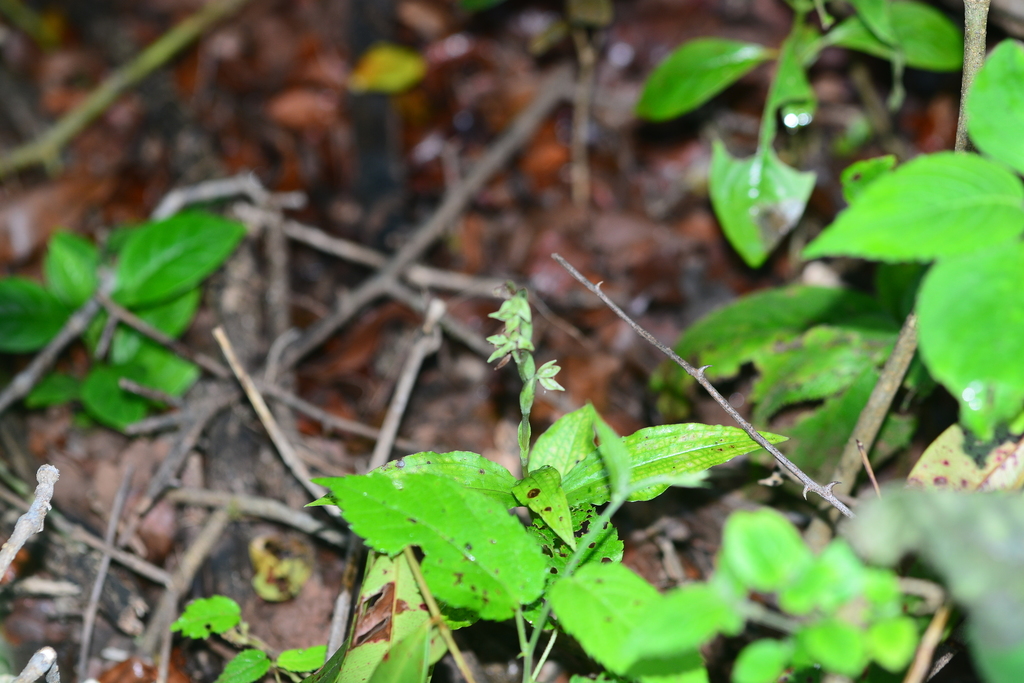 Habenaria multicaudata