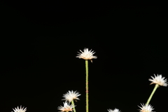 Eriocaulon stellulatum