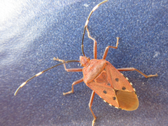 Urochela quadrinotata