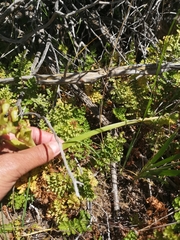 Pterygodium inversum