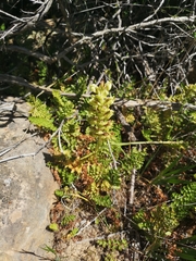 Pterygodium inversum