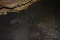 Kinosternon herrerai