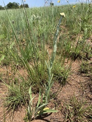 Helichrysum miconiifolium