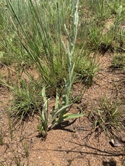 Helichrysum miconiifolium