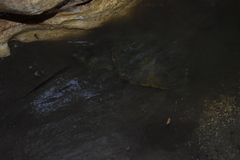 Kinosternon herrerai