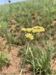 Helichrysum miconiifolium