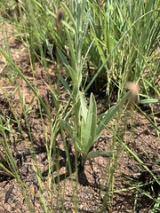 Helichrysum miconiifolium