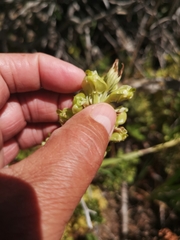 Pterygodium inversum