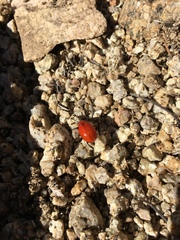 Leptinotarsa rubiginosa