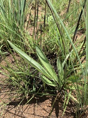 Helichrysum miconiifolium