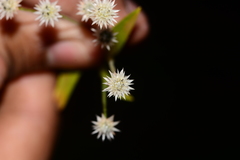 Eriocaulon stellulatum