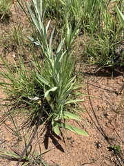 Helichrysum miconiifolium