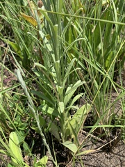Helichrysum miconiifolium
