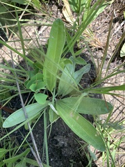 Helichrysum miconiifolium