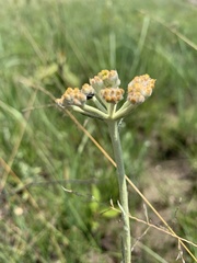 Helichrysum miconiifolium