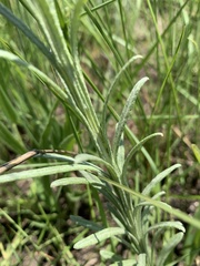 Helichrysum miconiifolium