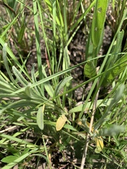 Helichrysum miconiifolium