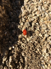 Leptinotarsa rubiginosa