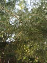 Cedrus deodara