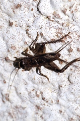 Loxoblemmus equestris