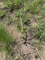 Eriosema angustifolium