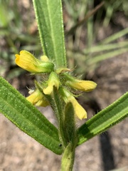Eriosema angustifolium