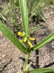 Eriosema angustifolium