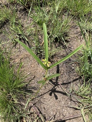 Eriosema angustifolium