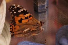 Vanessa cardui