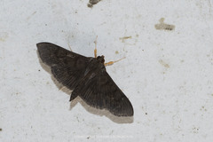 Omiodes noctescens