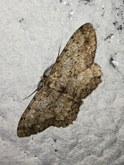 Hypomecis punctinalis