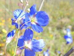 Heliophila macowaniana
