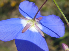 Heliophila macowaniana