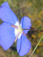 Heliophila macowaniana